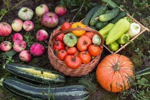 五米娱乐吃瓜,揭秘娱乐圈最新吃瓜事件，带你领略明星幕后故事